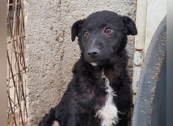 Archie ❤️ so froher, aktiver Kroat. Schäfi-Mix Bub