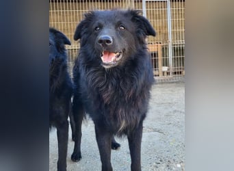 Duke ❤️ aktiver, verschmuster Kroat. Schäferhund-Mix-Rüde!