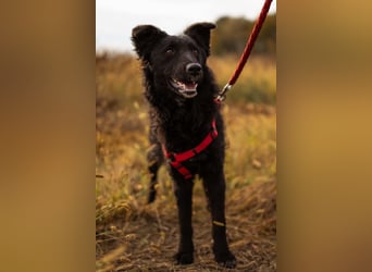 Bailey ❤️ verschmuste, liebe Kroat. Schäfi-Mix Fellnase