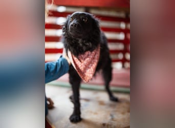 Liebe, junge ♥Lyra♥ eine zauberhafte Seele auf 3 Beinen