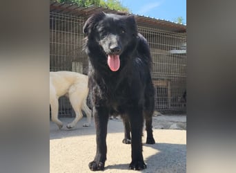 Duke ❤️ aktiver, verschmuster Kroat. Schäferhund-Mix-Rüde!