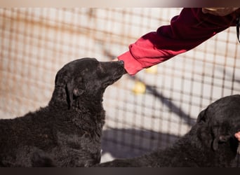 Felix ❤️ froher, süßer, aktiver Mix-Bub!