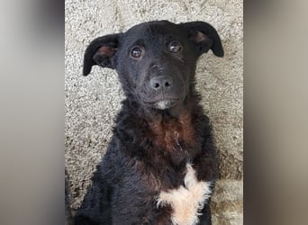 Felix ❤️ froher, süßer, aktiver Mix-Bub!