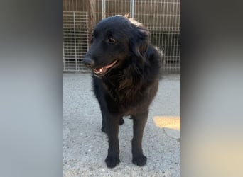 Duke ❤️ aktiver, verschmuster Kroat. Schäferhund-Mix-Rüde!