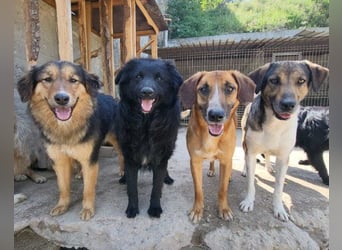 GORDI❤️liebes, verschmustes kroat. Schäferhund-Mix-Mädel