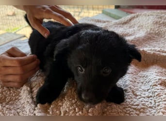 Lupo ❤️ so zuckersüßer, aktiver Welpenbub