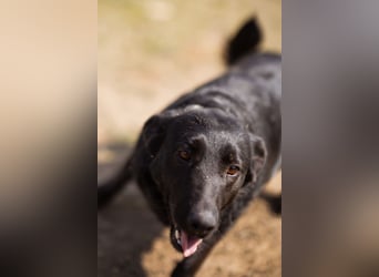Klara ❤️ frohe, temperamentvolle Kroat. Schäfi-Mix Hündin!