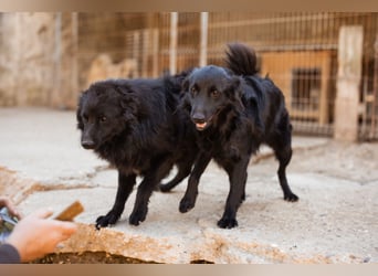 Duke ❤️ aktiver, verschmuster Kroat. Schäferhund-Mix-Rüde!