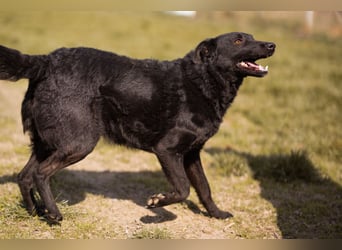 Kim ❤️ so sanfte, liebevolle Hundedame!