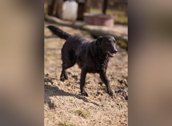 Kim ❤️ so sanfte, liebevolle Hundedame!