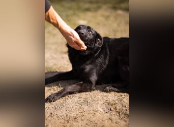 Klara ❤️ frohe, temperamentvolle Kroat. Schäfi-Mix Hündin!