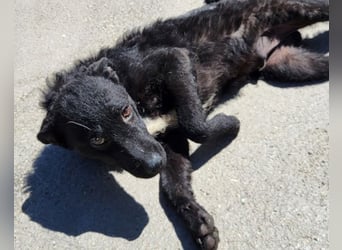 Felix ❤️ froher, süßer, aktiver Mix-Bub!