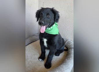 Levi ❤️ neugieriger, so lieber Welpenbub