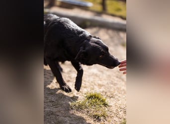 Klara ❤️ frohe, temperamentvolle Kroat. Schäfi-Mix Hündin!