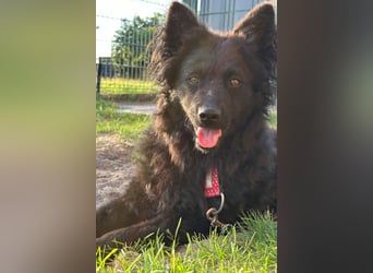 Ayla ❤️ liebe, sensible junge Hundedame