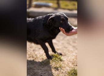 Klara ❤️ frohe, temperamentvolle Kroat. Schäfi-Mix Hündin!