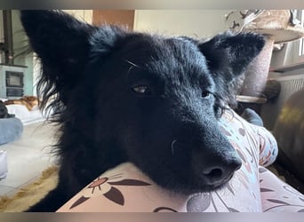 Ayla ❤️ wartet in 31621 Pennigsehl auf dich