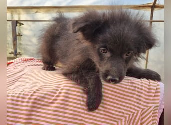 GORDI❤️liebes, verschmustes kroat. Schäferhund-Mix-Mädel