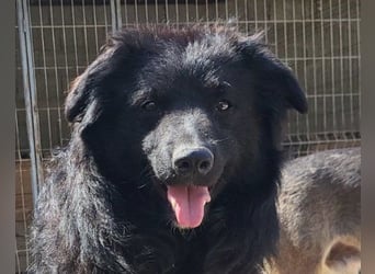 GORDI❤️liebes, verschmustes kroat. Schäferhund-Mix-Mädel