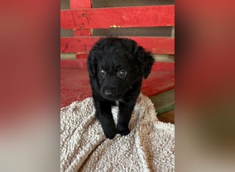 Leon ❤️ so lieber, verschmuster Welpenbub