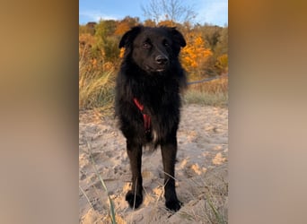 LENZI❤️sanfter Herzenshund wartet schon in 22559 Hamburg auf seine Für-Immer-Familie!