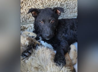 Archie ❤️ so froher, aktiver Kroat. Schäfi-Mix Bub