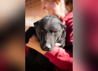 Felix ❤️ froher, süßer, aktiver Mix-Bub!