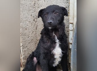 Archie ❤️ so froher, aktiver Kroat. Schäfi-Mix Bub