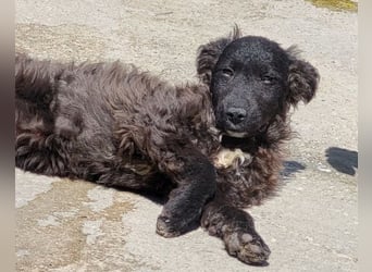 Flynn ❤️ offener, verspielter Kroat. Schäfi-Mix Rüde