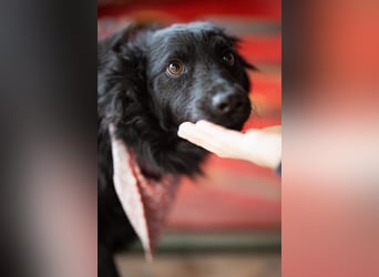 Liebste ♥Lyra♥ zauberhafte, charmante, liebenswerte Junghündin auf 3 Beinen