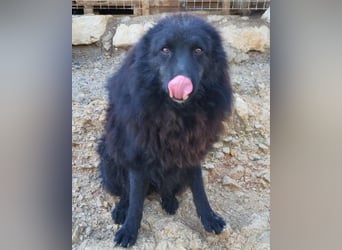 LENZI❤️unser kroat. Schäferhund-Mix-Rüde ist ein wahrer Sonnenschein!