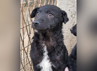 ♥Archie♥ fröhlicher, kuschliger, aktiver Rüden-Bub