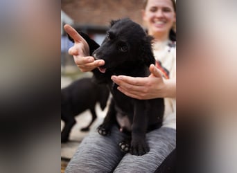 Little ♥Lenny♥ kleiner Rohdiamant