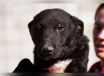 Felix ❤️ froher, süßer, aktiver Mix-Bub!