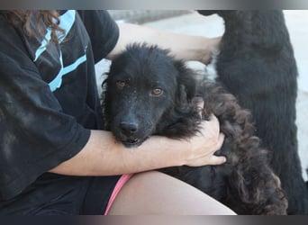 Flynn ❤️ offener, verspielter Kroat. Schäfi-Mix Rüde
