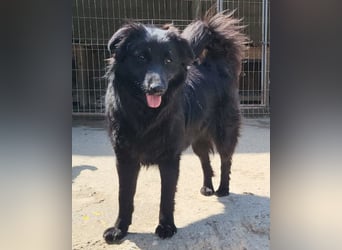 Duke ❤️ aktiver, verschmuster Kroat. Schäferhund-Mix-Rüde!