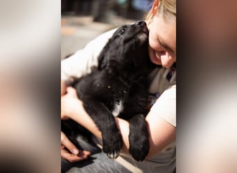 Levi ❤️ neugieriger, so lieber Welpenbub