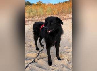 LENZI❤️sanfter Herzenshund wartet schon in 22559 Hamburg auf seine Für-Immer-Familie!