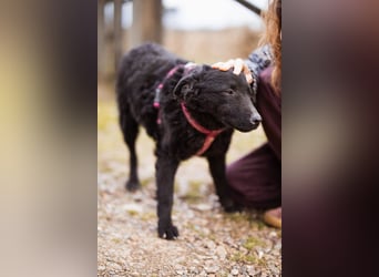 Maxima ❤️ so kuschlige, liebe Junghündin