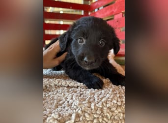 Lupo ❤️ so zuckersüßer, aktiver Welpenbub