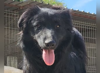 Duke ❤️ aktiver, verschmuster Kroat. Schäferhund-Mix-Rüde!