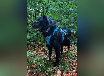 GORDI❤️soziale Familienhündin wartet bereits in 78247 Schlatt am Randen