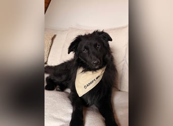 LENZI❤️sanfter Herzenshund wartet schon in 22559 Hamburg auf seine Für-Immer-Familie!