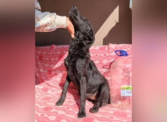 MILA❤️Labbi-Kroat.Schäferhündin-Mix: neugierig, klug & liebevoll