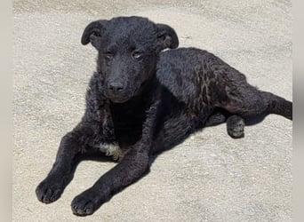 Vinn ❤️ schmusiger, süßer Bub sucht Liebe