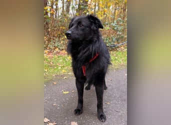LENZI❤️sanfter Herzenshund wartet schon in 22559 Hamburg auf seine Für-Immer-Familie!