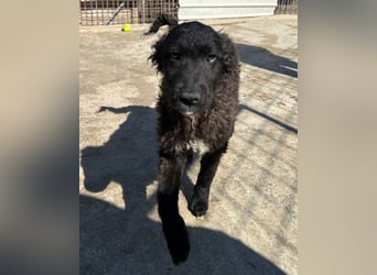 Flynn ❤️ offener, verspielter Kroat. Schäfi-Mix Rüde