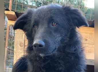 LENZI❤️sanfter Herzenshund wartet schon in 22559 Hamburg auf seine Für-Immer-Familie!