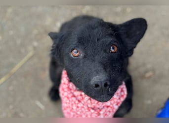 Layla ❤️ sanfte & super liebe junge Maus