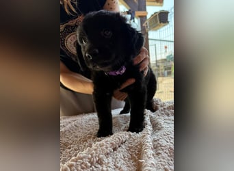 Lupo ❤️ so zuckersüßer, aktiver Welpenbub